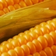 Украина экспортирует кукурузы в Японию