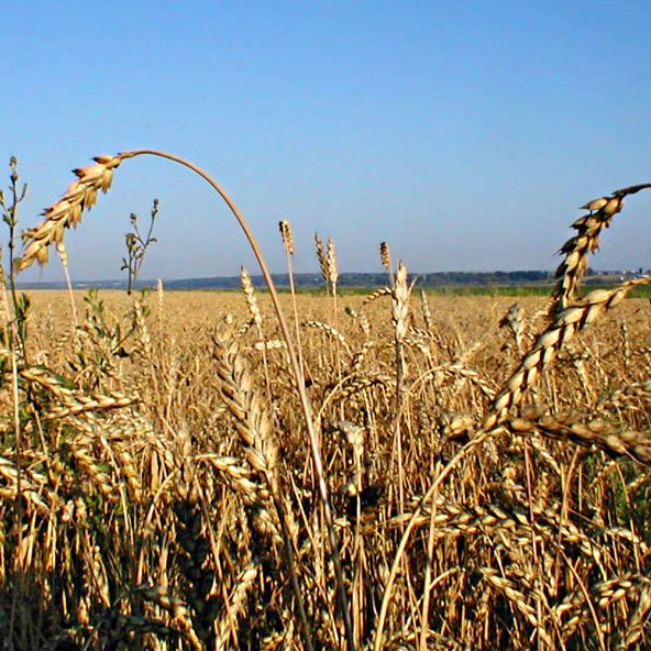 В 2012 году в Украине начали действовать более простые правила сертификации зерна