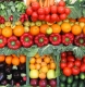 Украина соберет большой урожай овощей