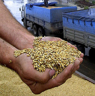 Украинская пшеница прийдет в Египет раньше срока