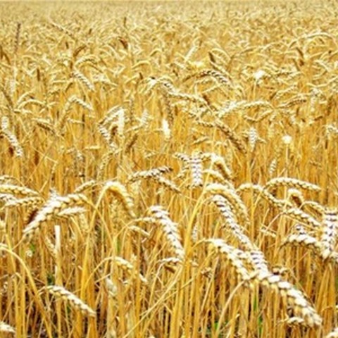 Украина может остановить экспорт зерна в ноябре 2012 года