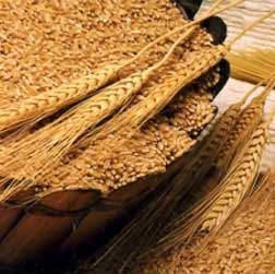 Украина увеличила экспорт аграрной продукции на 38 %