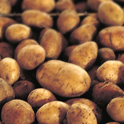 Низкие цены на картофель в течение всего сезона