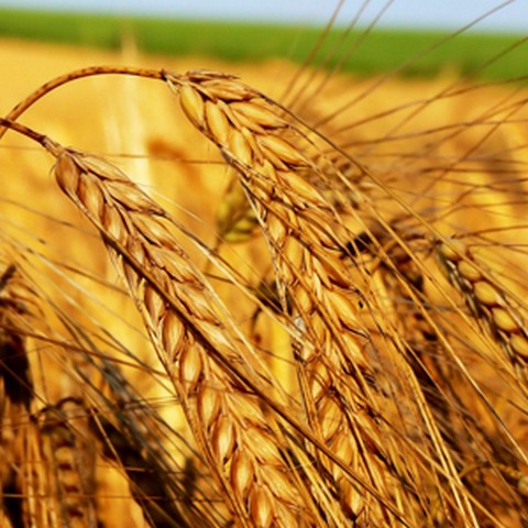 Украина спровоцировала рост мировых цен на пшеницу
