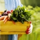 В Украине появится реестр производителей органической продукции
