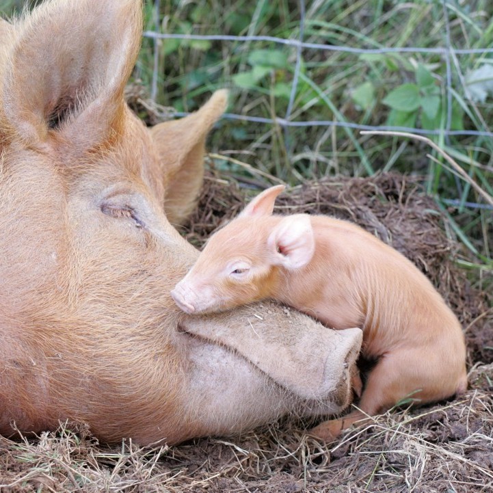 Компания «Барком» открыла современную свиноферму в Львовской области