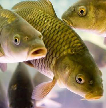 Украина и Швеция намерены создать СП по выращиванию рыбы