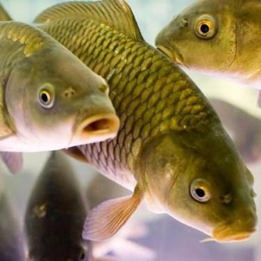 Украина и Швеция планируют создать совместное предприятие для выращивания рыбы