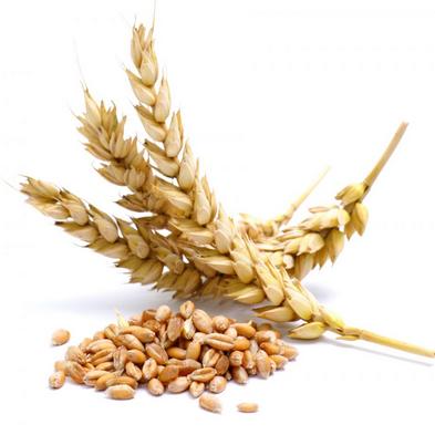 В Украине прогнозируется увеличение производства зерновых на 1 млн. т