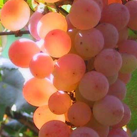 В 2012 году в Украине возможен большой урожай винограда
